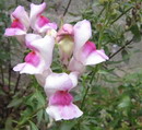گل میمون